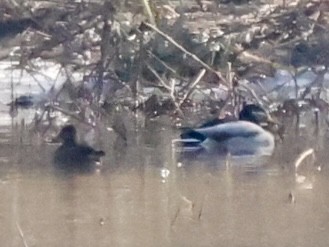 kachnice kaštanová - ML614440429