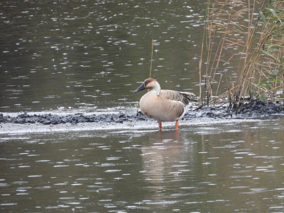 Swan Goose - ML614440456