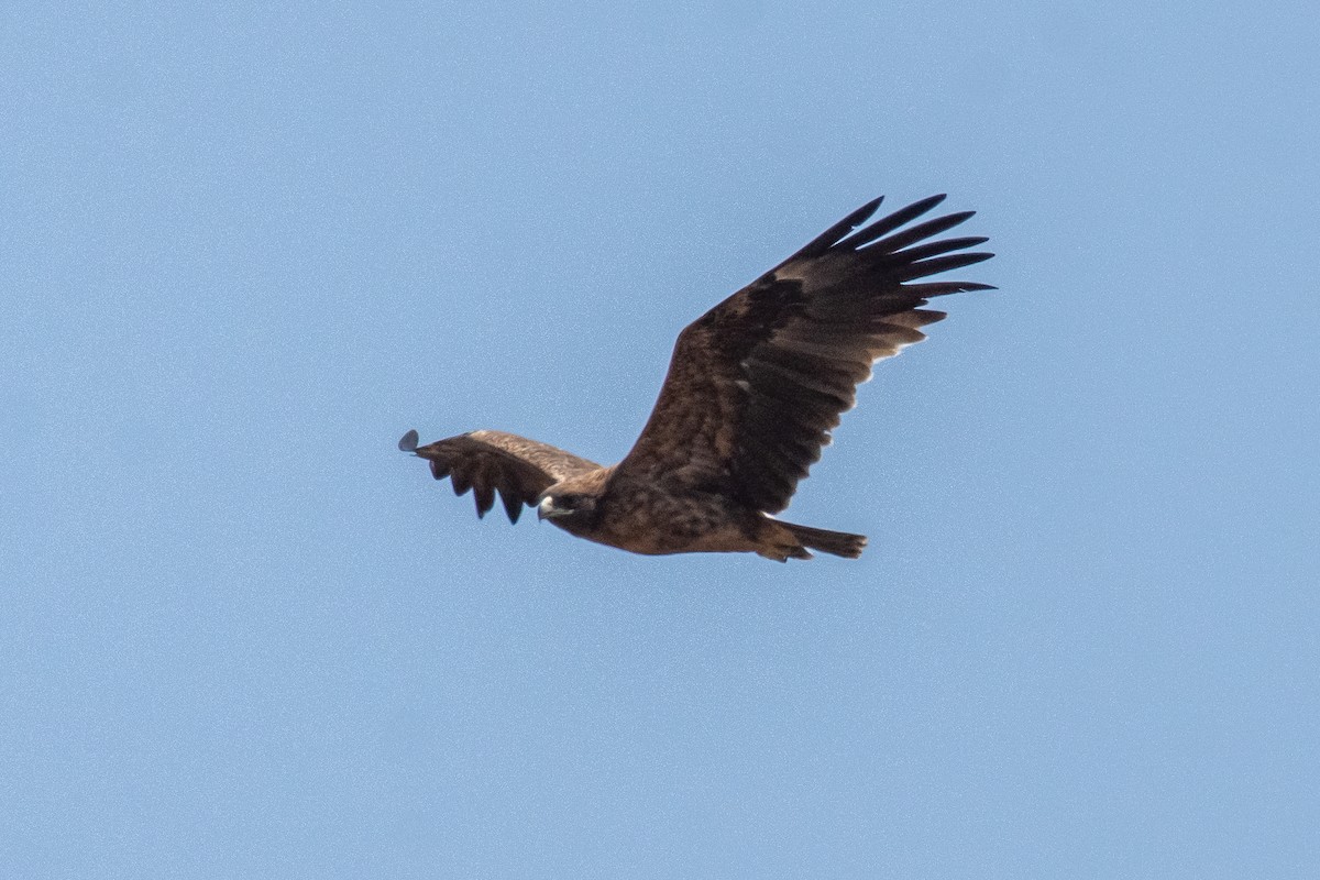 Greater Spotted Eagle - ML614440551