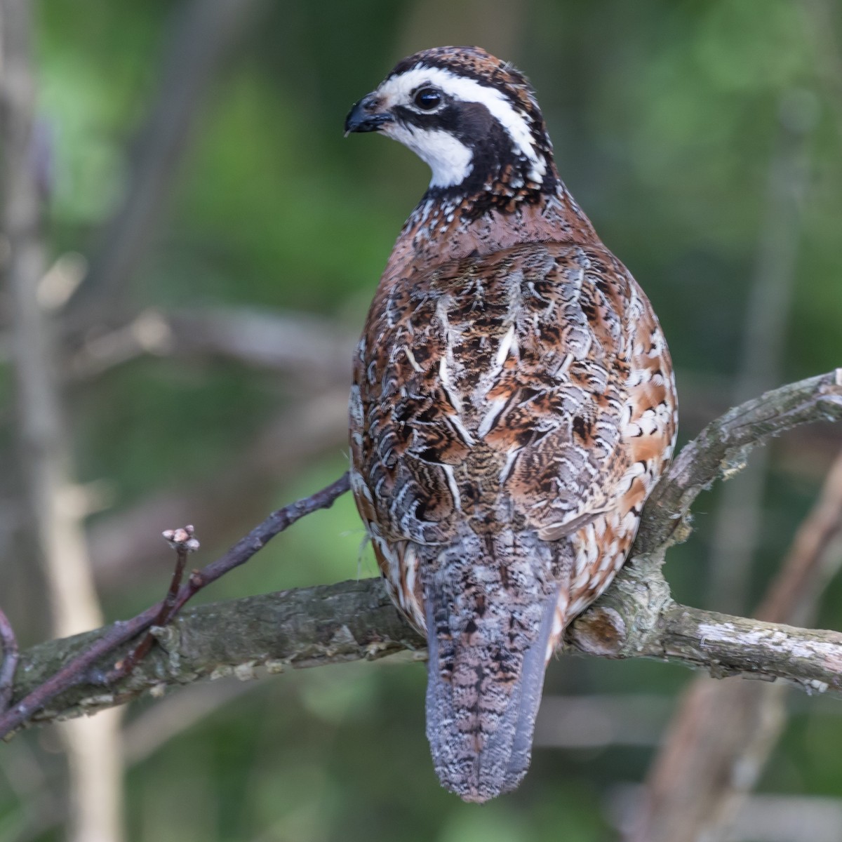 Northern Bobwhite - ML61444071