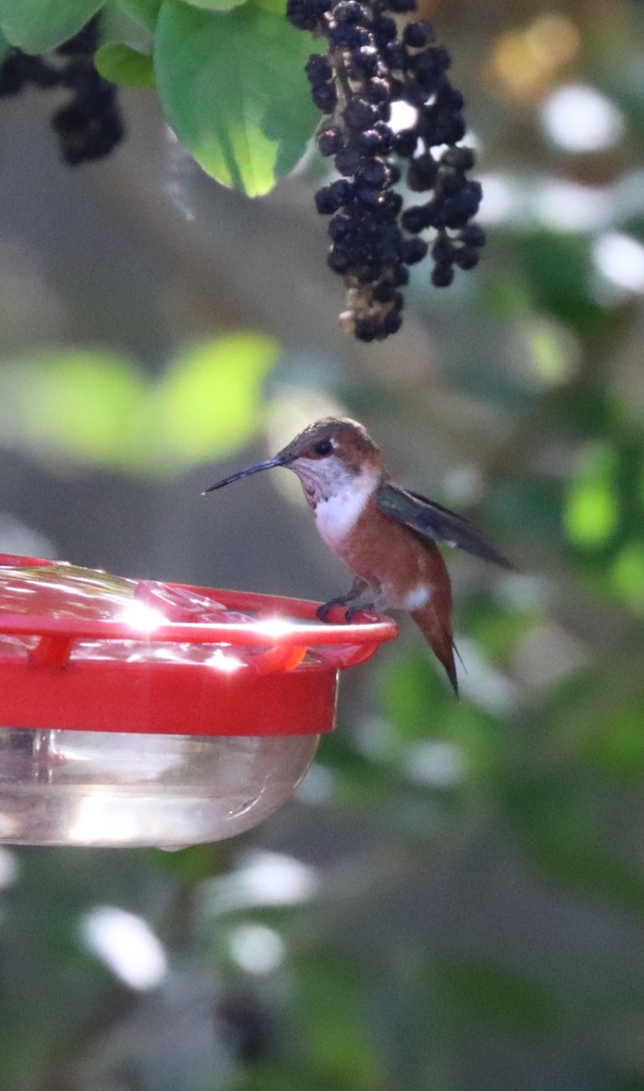Allen's Hummingbird - Michelle Cano 🦜