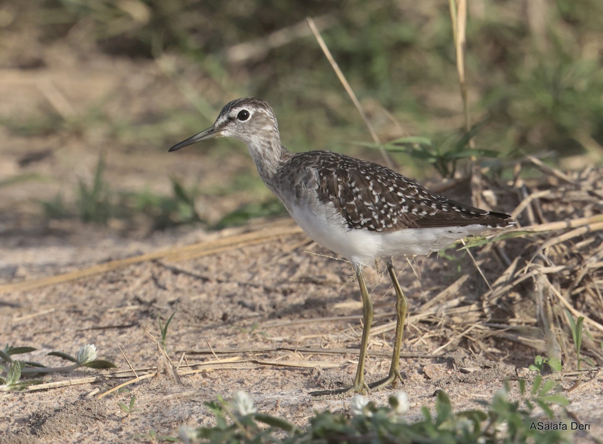 Wood Sandpiper - Fanis Theofanopoulos (ASalafa Deri)