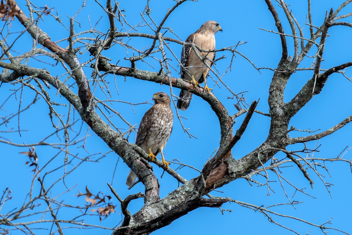 Red-shouldered Hawk - Kathy S. Prindle