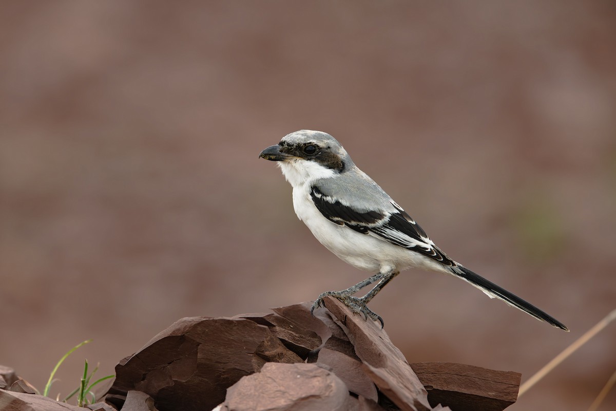 Long-tailed Shrike - ML614440913