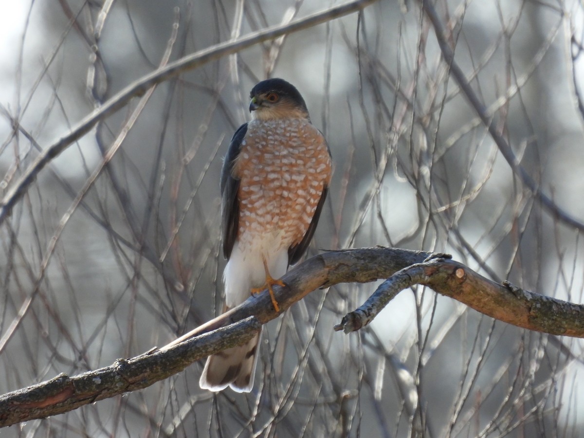 Sharp-shinned Hawk - ML614440974