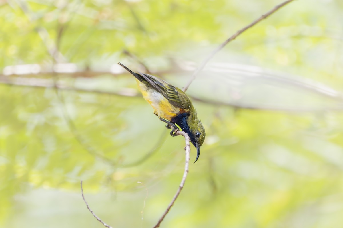 Ornate Sunbird - arjun basandrai