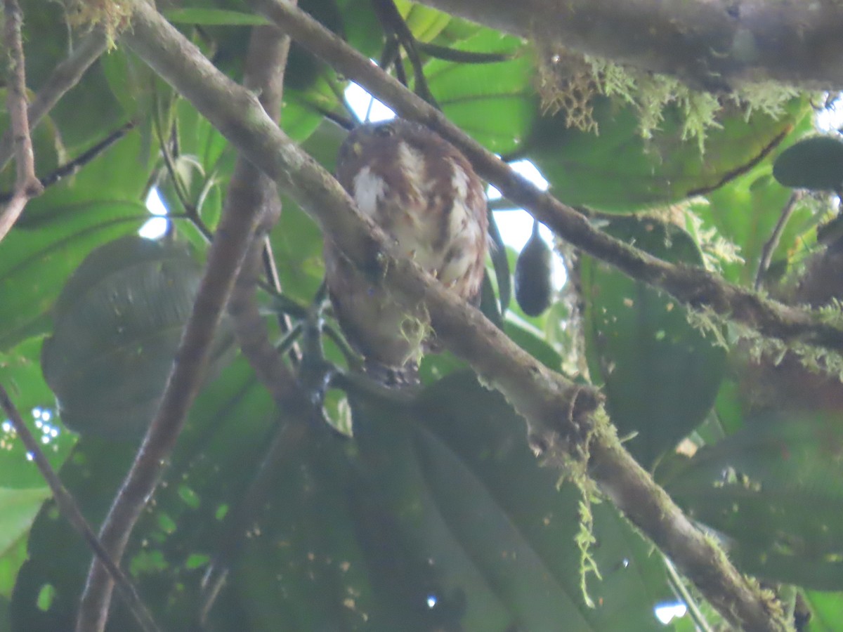 Cloud-forest Pygmy-Owl - ML614441145
