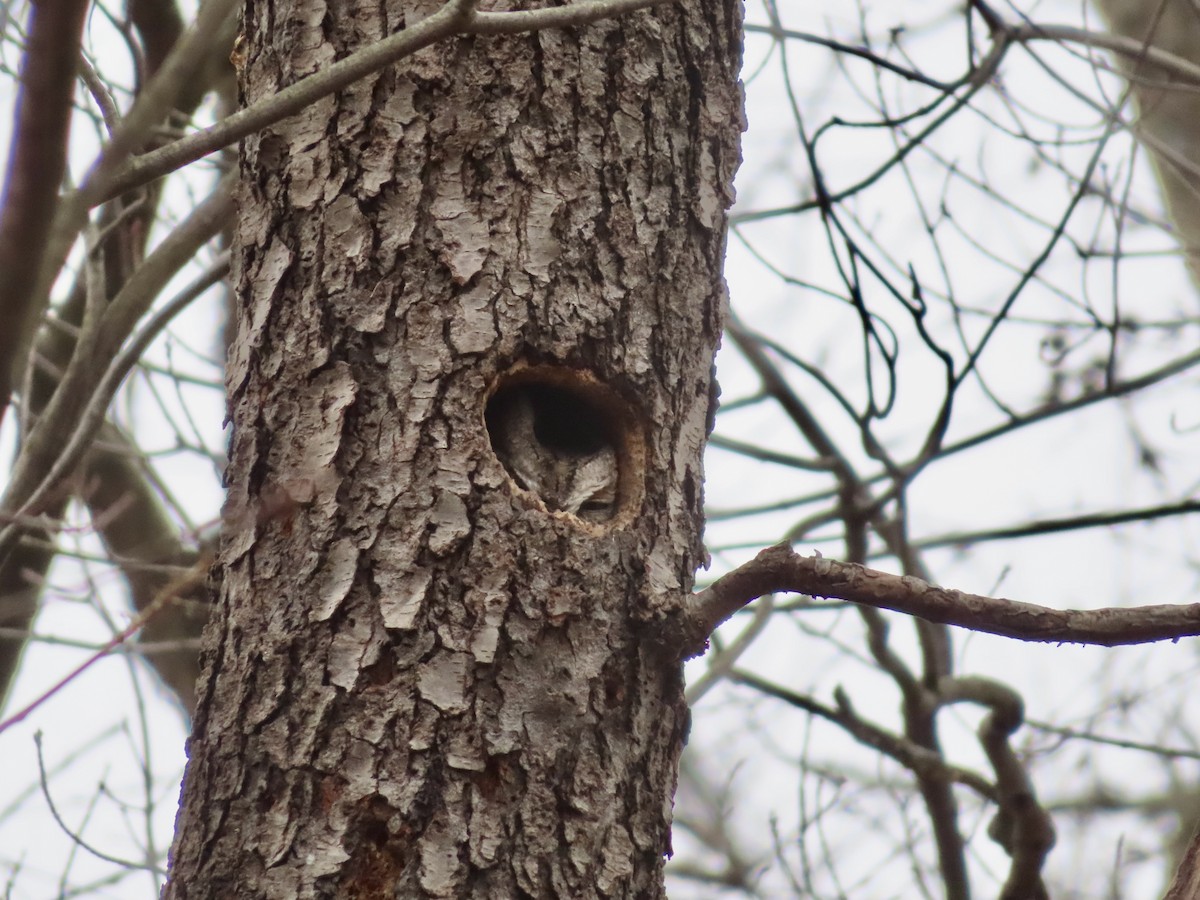 Eastern Screech-Owl - Sara Griesemer