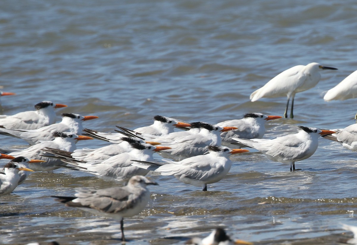 Royal Tern - ML614441337