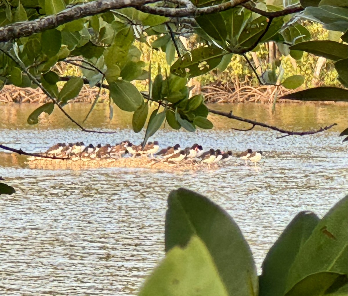American Oystercatcher - ML614441358