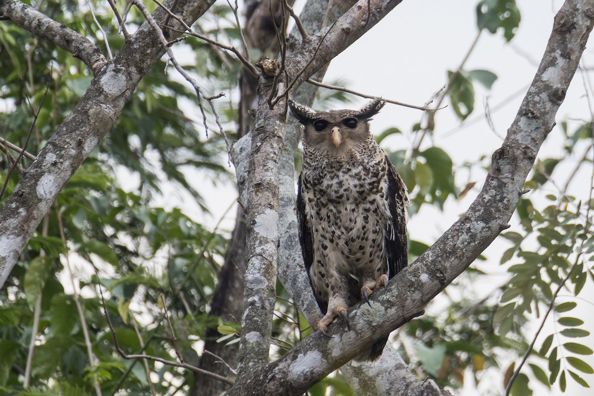 Spot-bellied Eagle-Owl - Wich’yanan Limparungpatthanakij