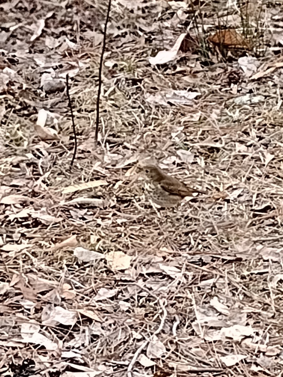 Hermit Thrush - ML614441421