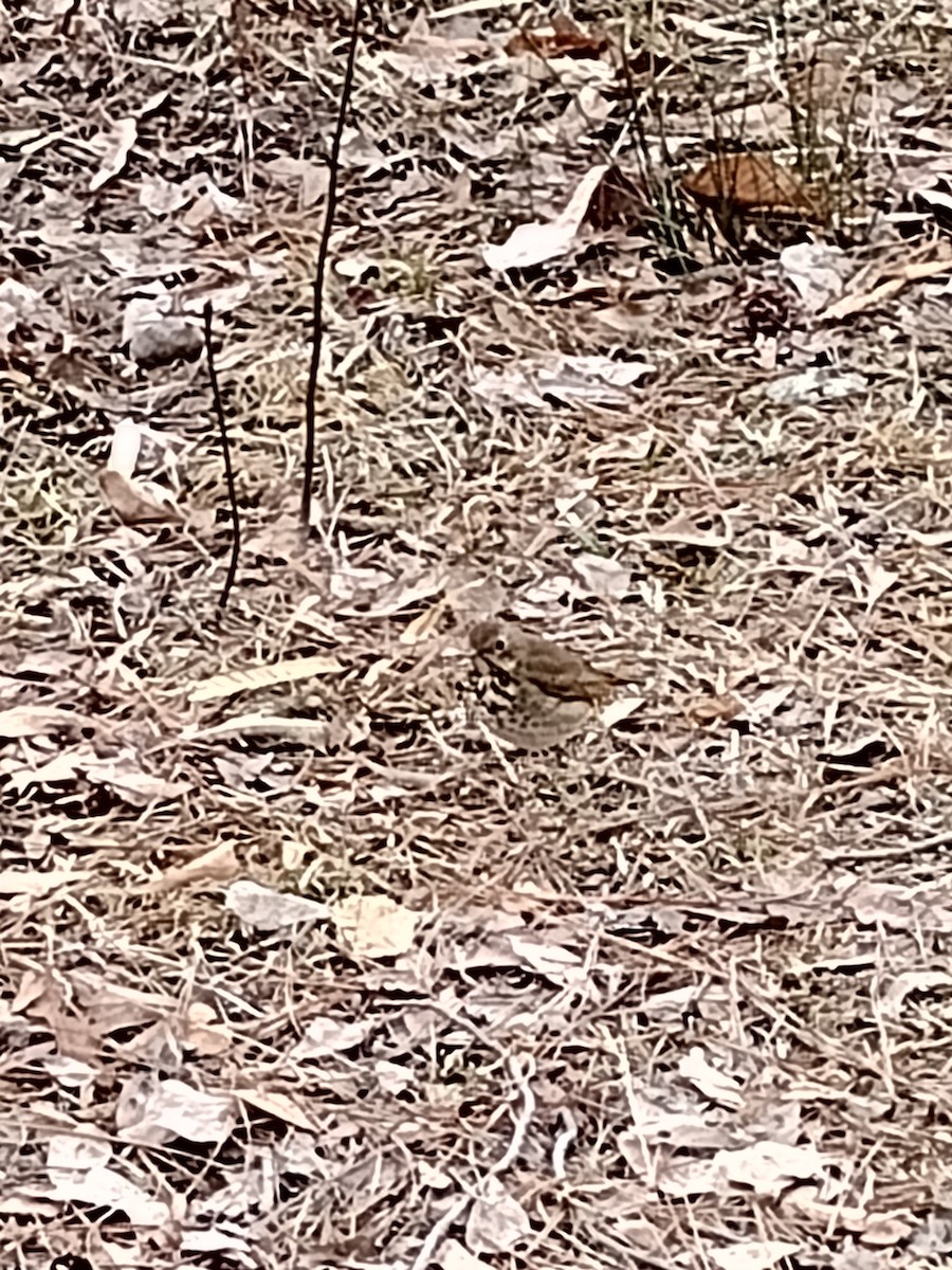 Hermit Thrush - ML614441423