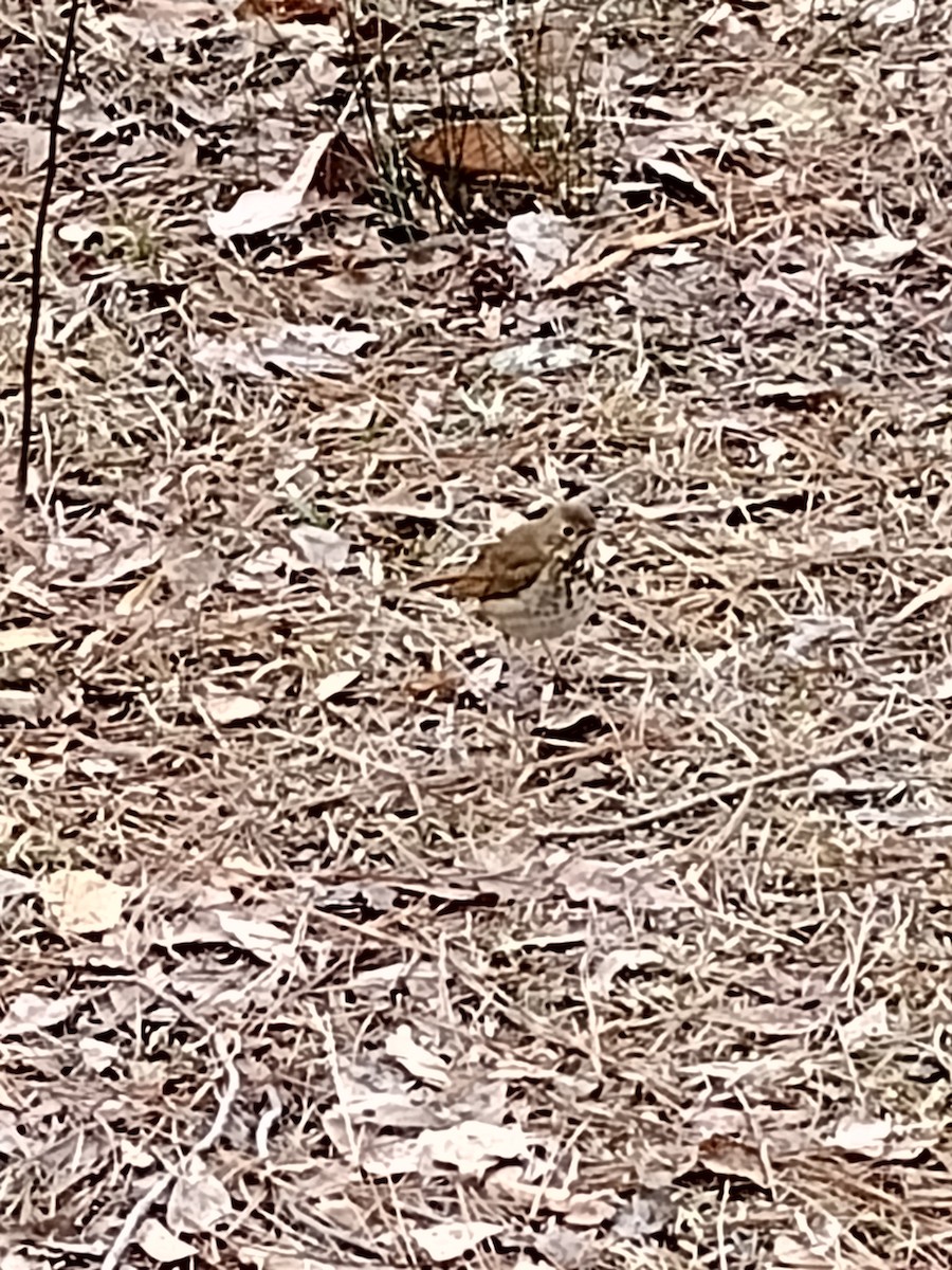 Hermit Thrush - ML614441424