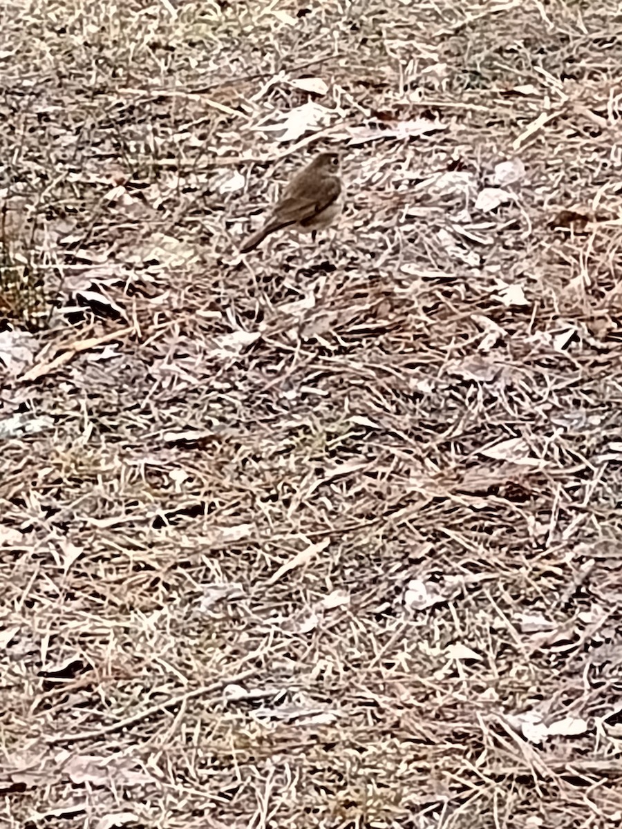 Hermit Thrush - ML614441427