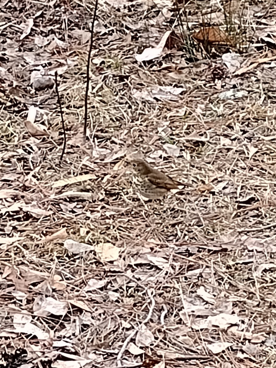 Hermit Thrush - ML614441428