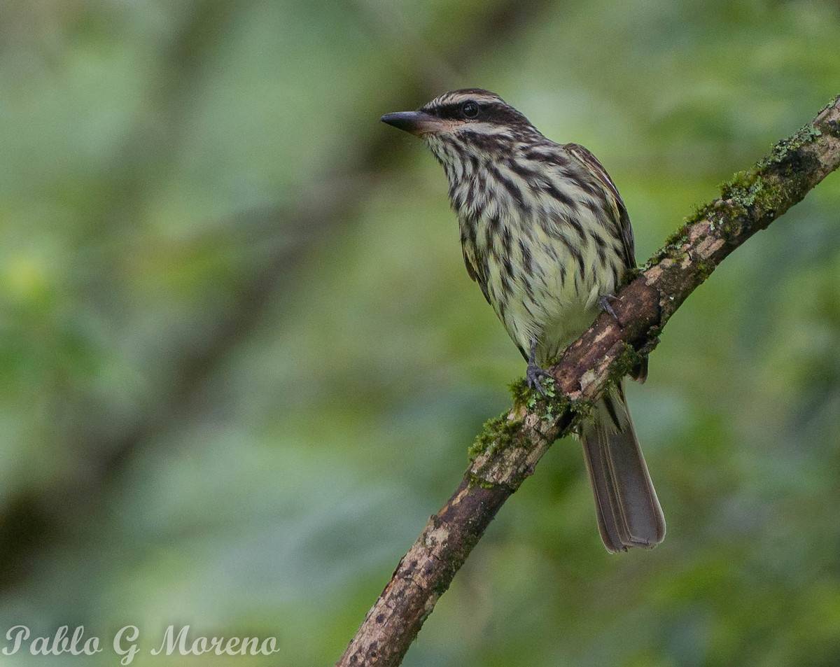 Streaked Flycatcher - ML614441434