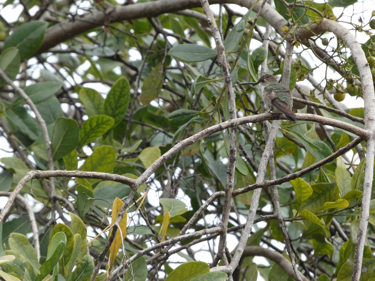 Yakut Boğazlı Kolibri - ML614441475