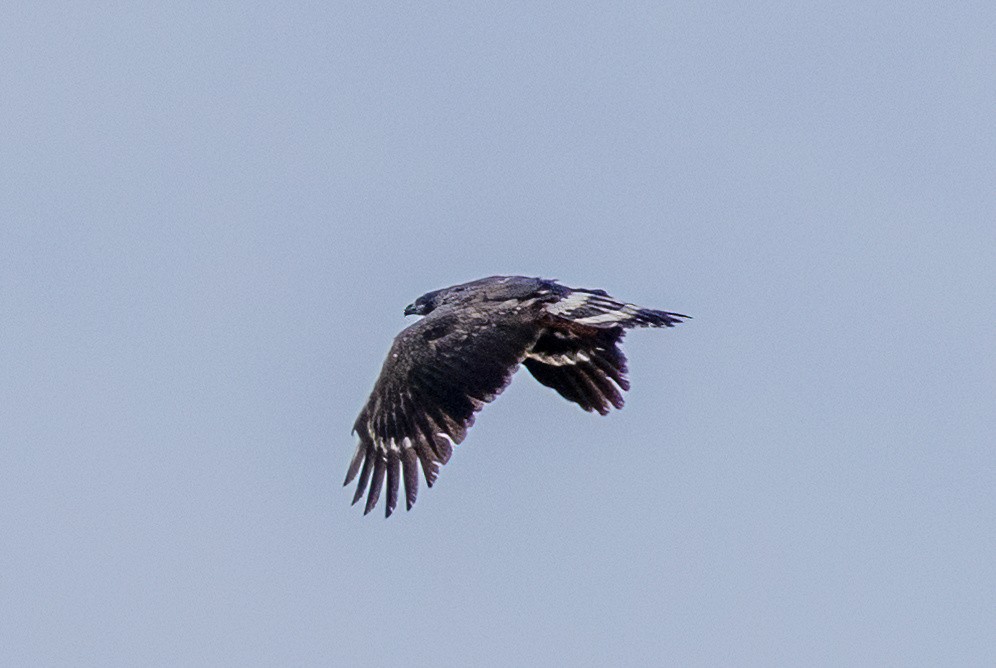 Crane Hawk - ML614441516