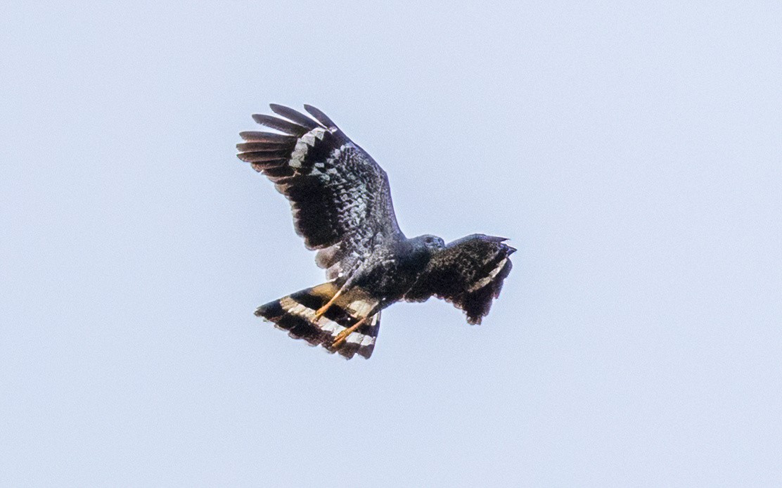 Crane Hawk - ML614441517