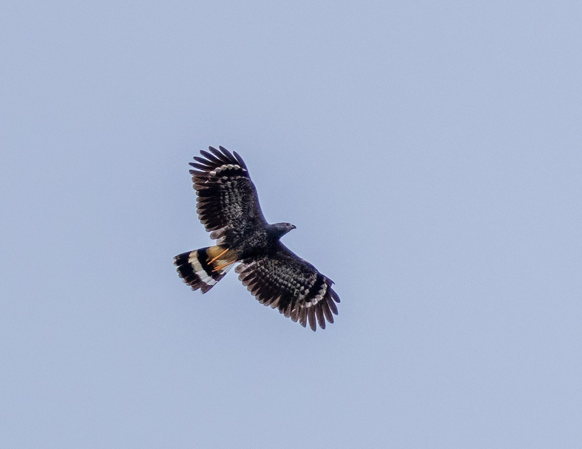 Crane Hawk - ML614441518