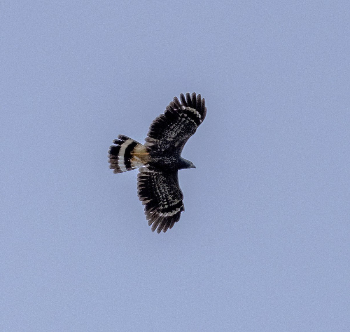 Crane Hawk - ML614441519