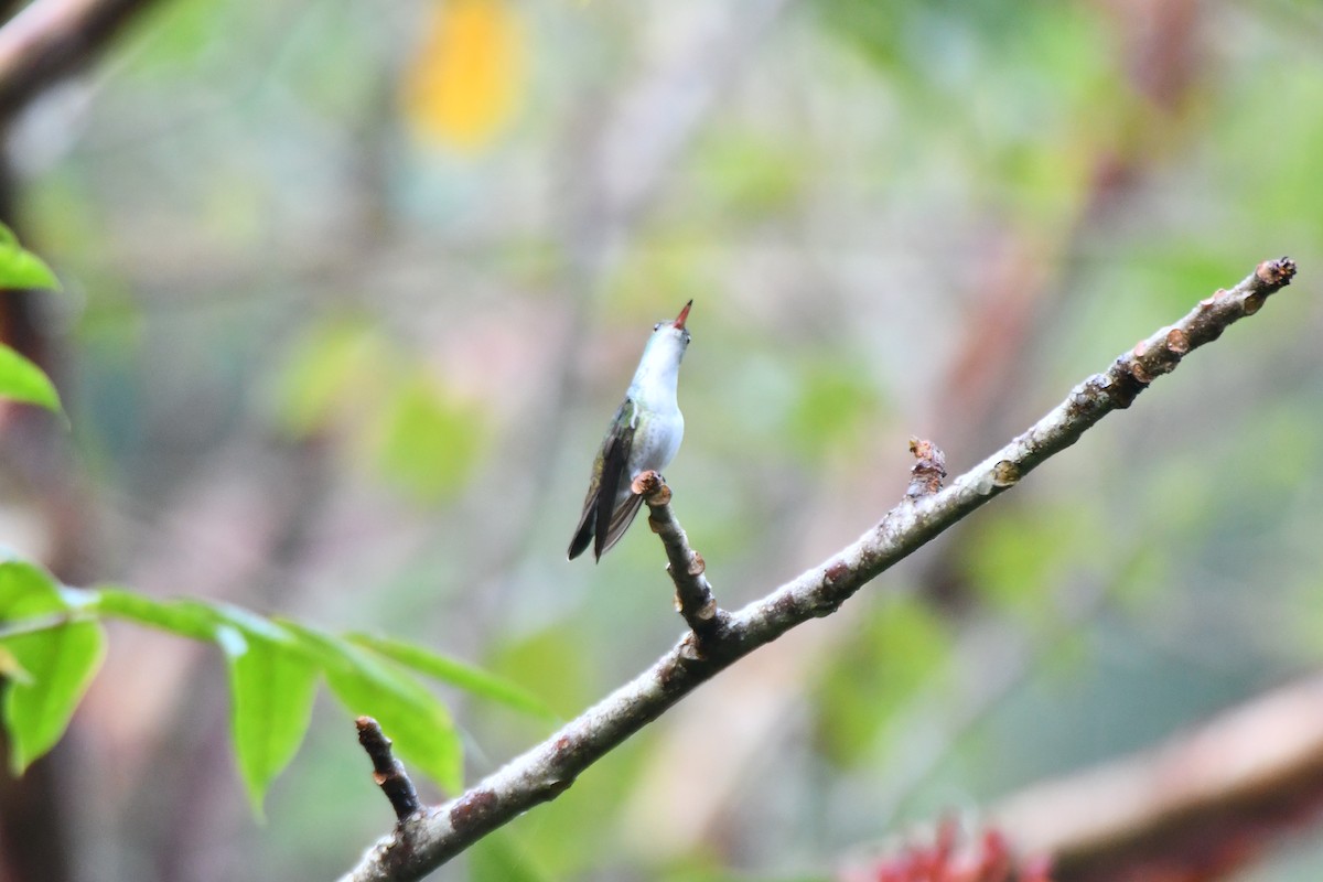 White-bellied Emerald - ML614441572