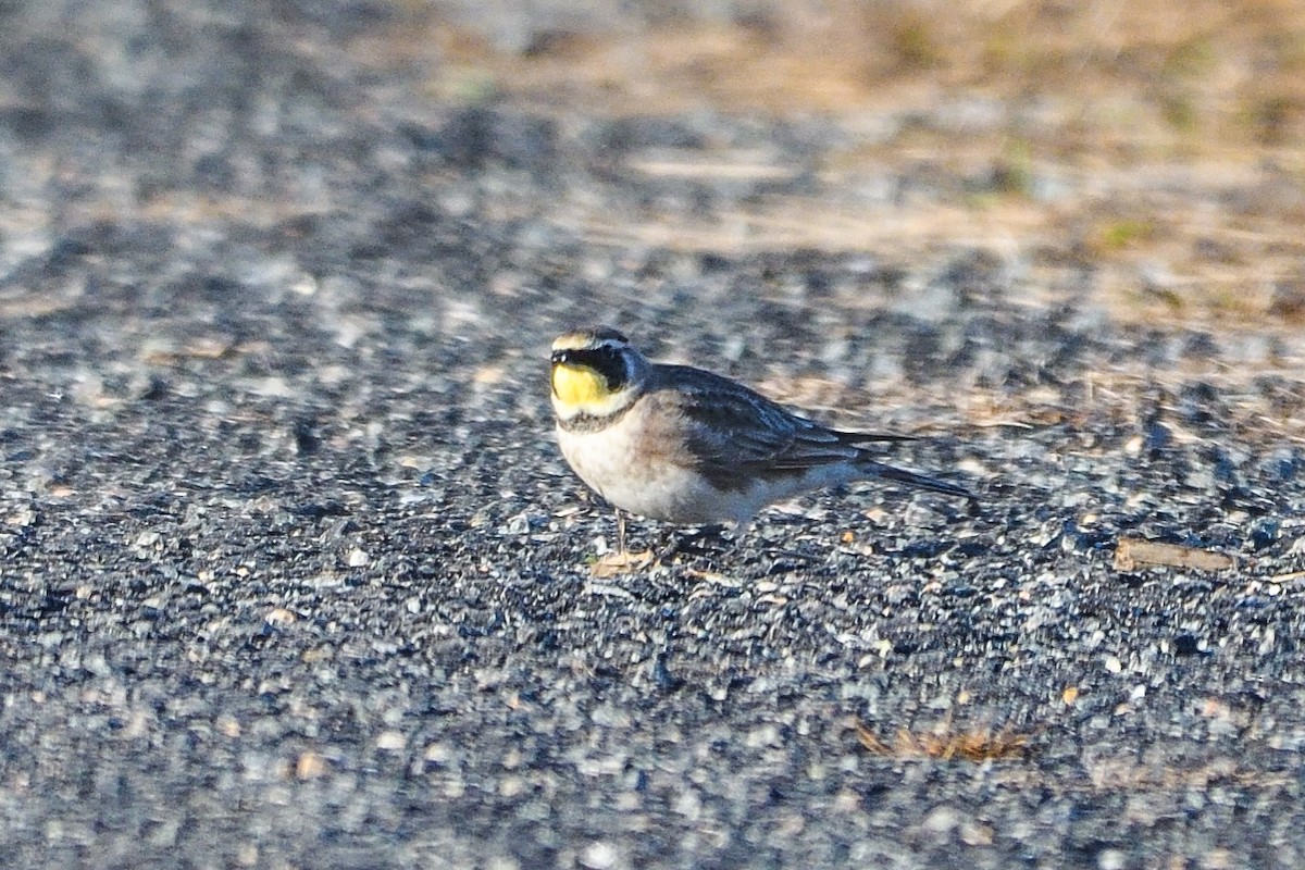 Horned Lark - ML614441617