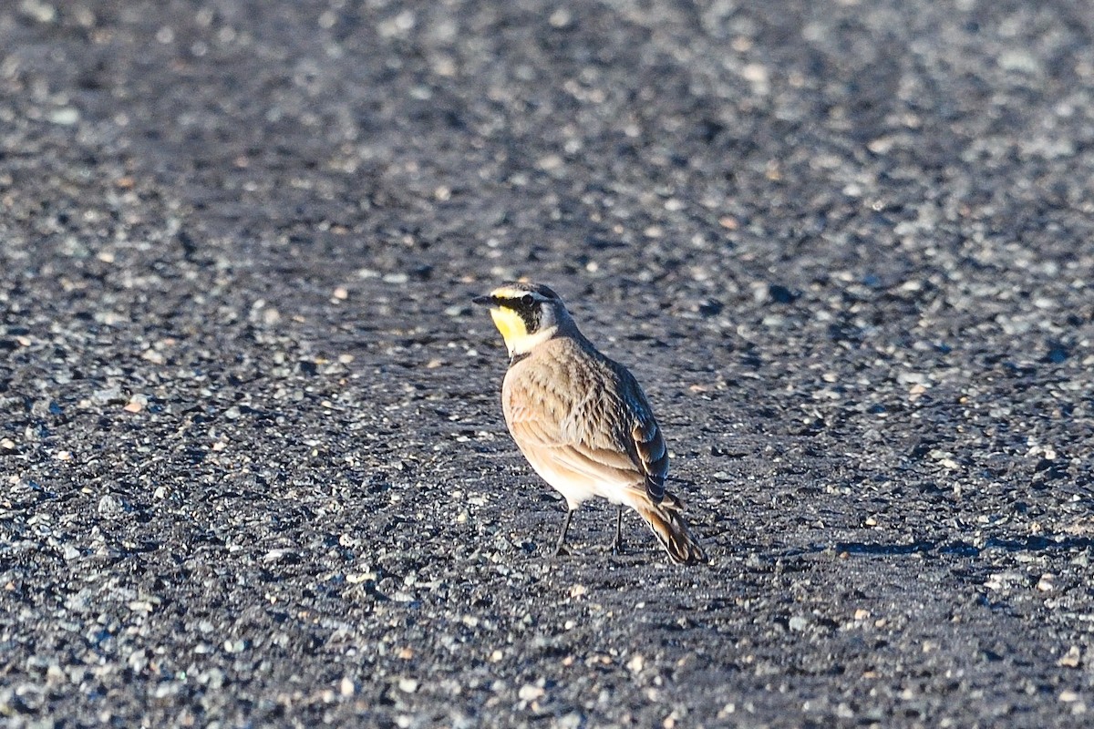 Horned Lark - ML614441618