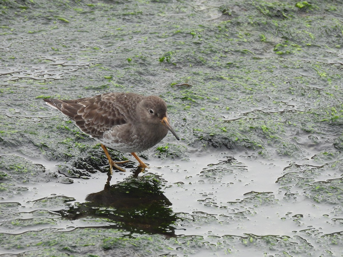 Purple Sandpiper - ML614441706