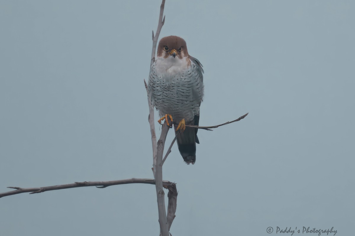 Red-necked Falcon - ML614441758