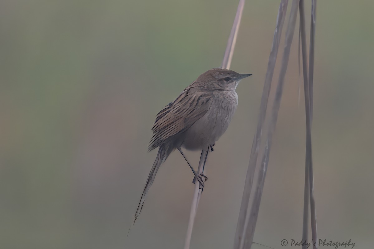 Striated Grassbird - Padmanav Kundu
