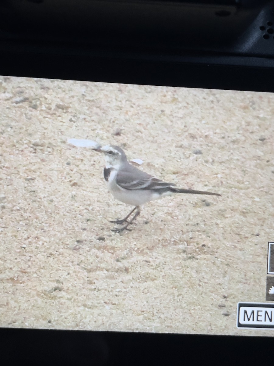 White Wagtail - ML614441847