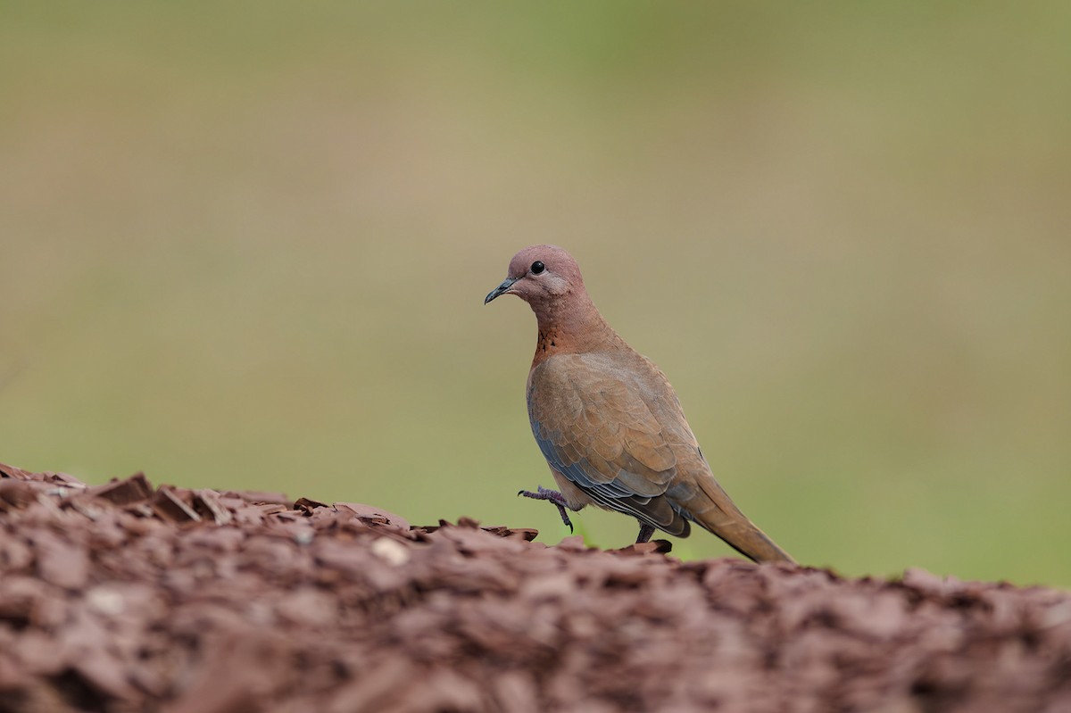 Tórtola Senegalesa - ML614441857