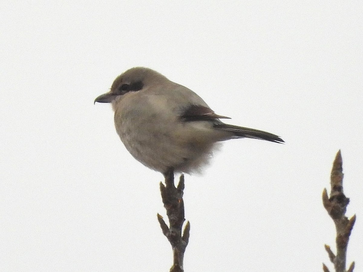 Northern Shrike - ML614441935