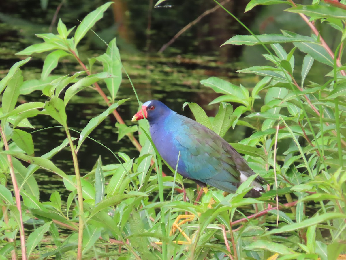 Purple Gallinule - ML614441937