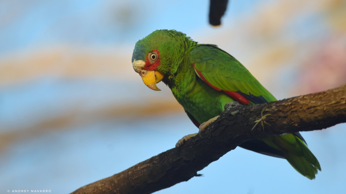 White-fronted Parrot - ML614441958