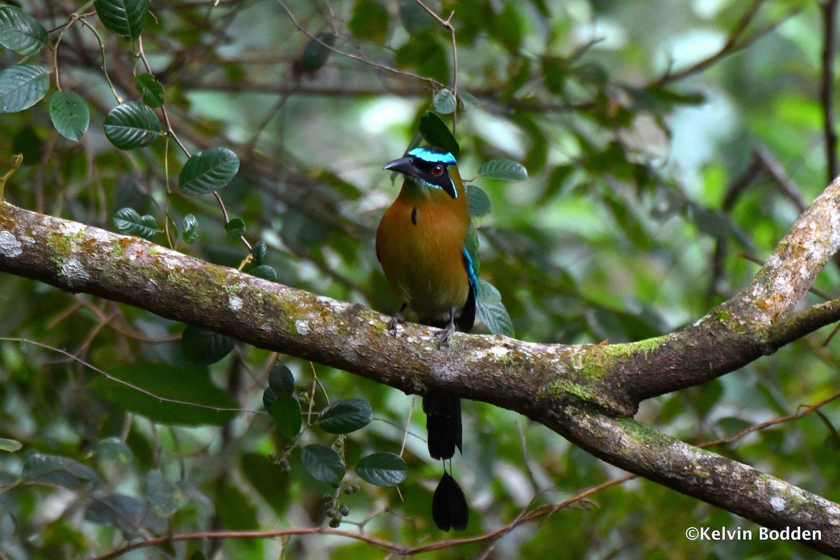Lesson's Motmot - ML614442000