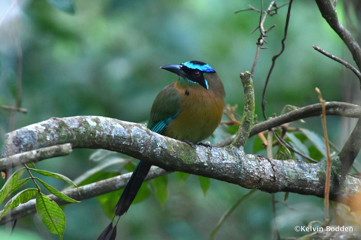 Lesson's Motmot - ML614442001