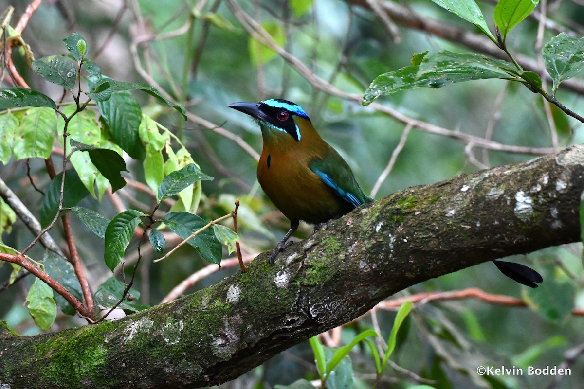 Lesson's Motmot - ML614442002