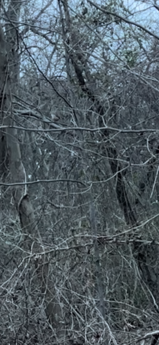 Carolina Wren - Sue Wahl