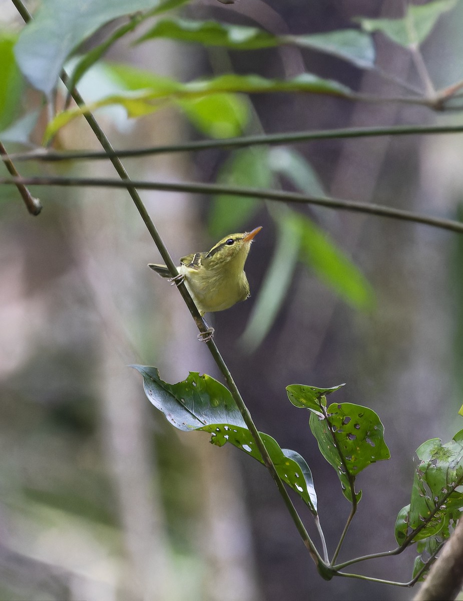 Hartert's Leaf Warbler - Matthieu Chotard