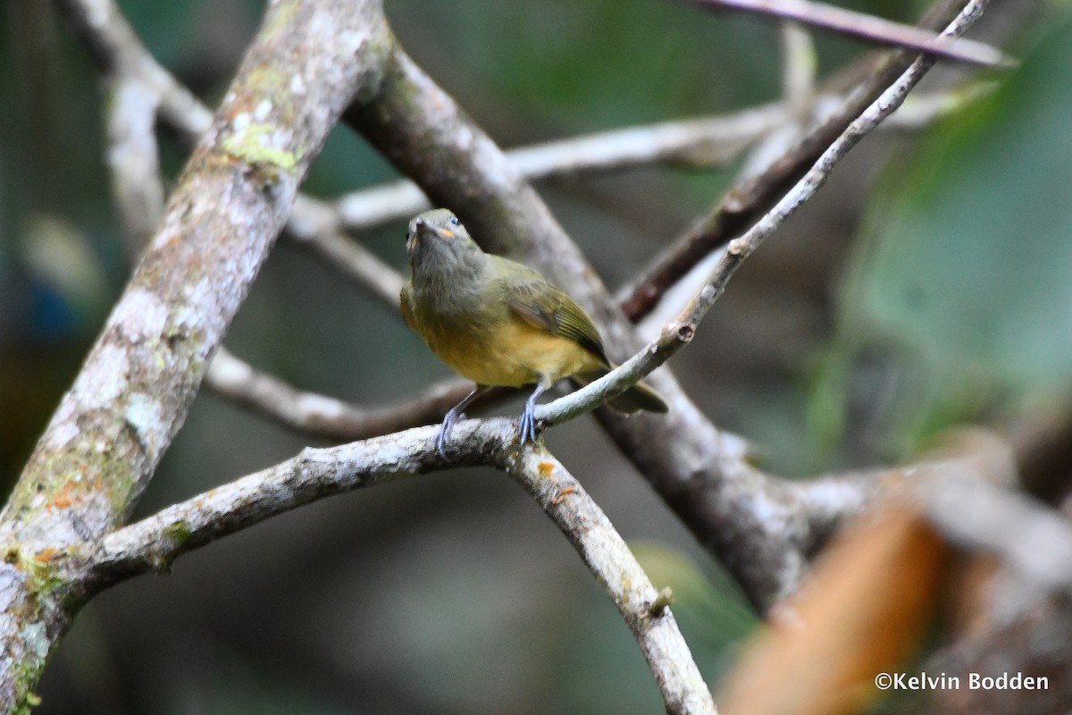 Ochre-bellied Flycatcher - Kelvin Bodden