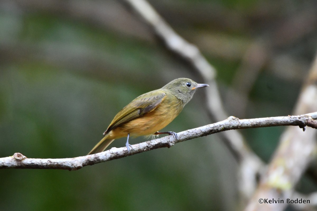 Ochre-bellied Flycatcher - Kelvin Bodden