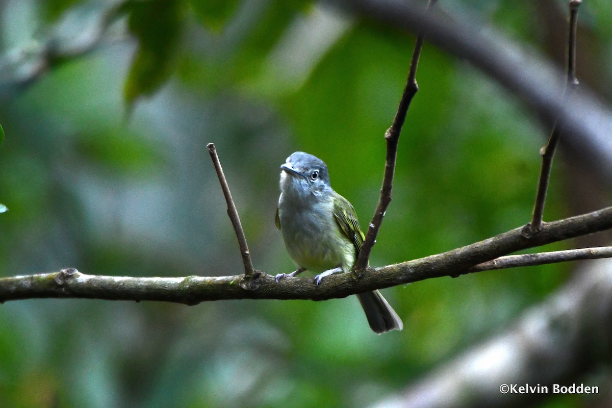 Yellow-olive Flatbill - Kelvin Bodden