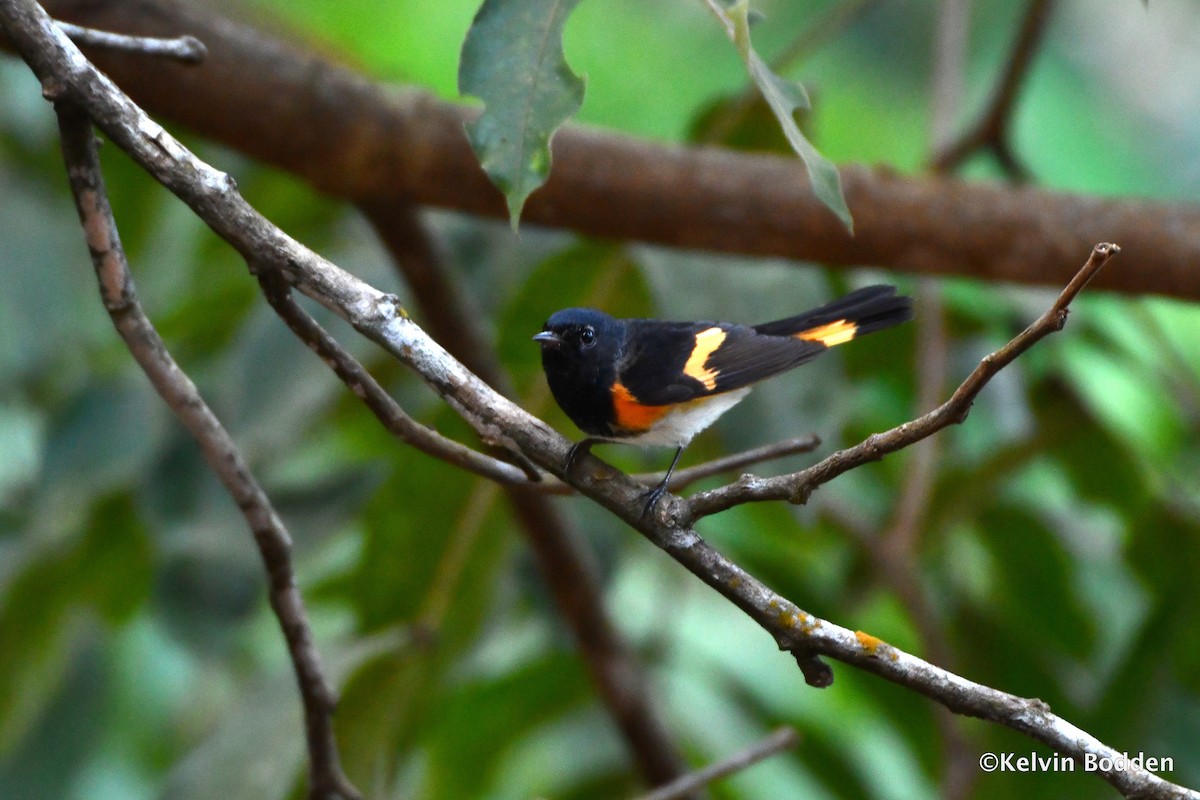 American Redstart - ML614442100
