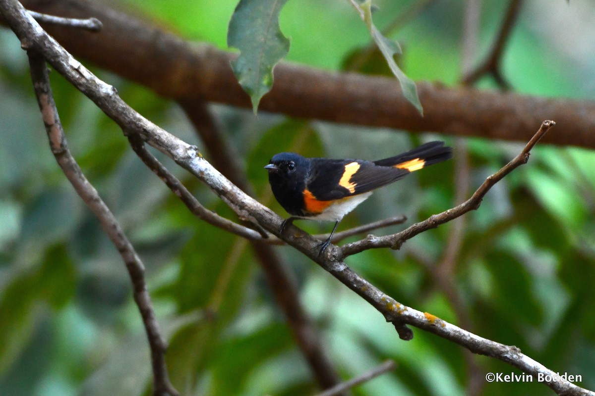 American Redstart - Kelvin Bodden