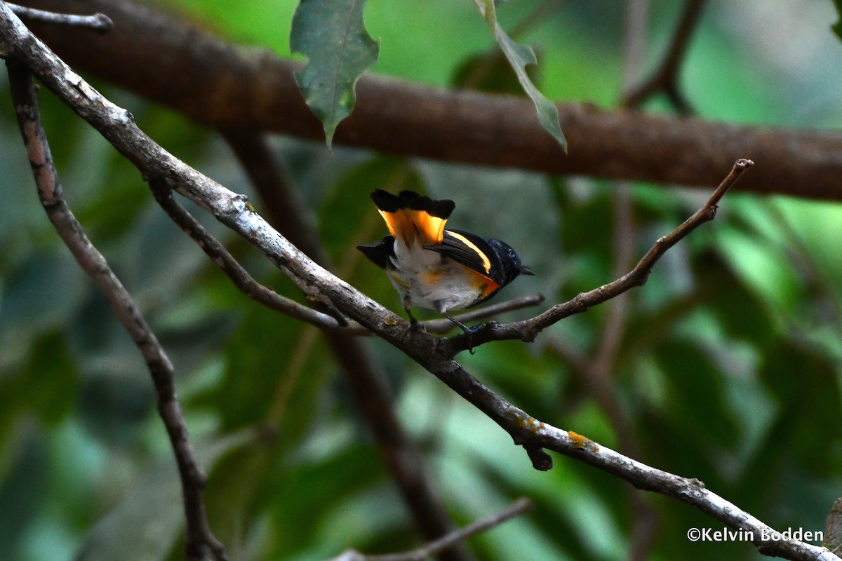 American Redstart - Kelvin Bodden