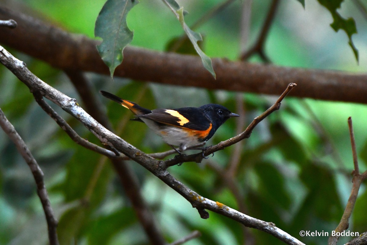 American Redstart - ML614442102