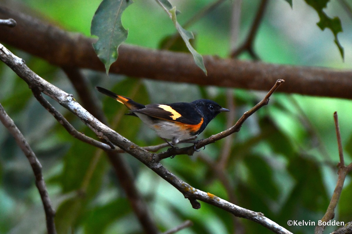 American Redstart - Kelvin Bodden